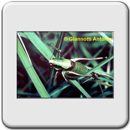 Tettigoniidae - Yersinella raymondi