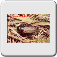 Cecopis arcuata
