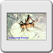 Gryllidae - Gryllomorpha dalmantina (m)