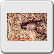 Gryllidae - Gryllus campestris (f)