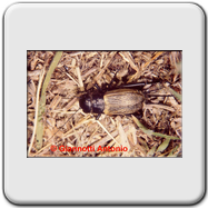 Cecopis arcuata