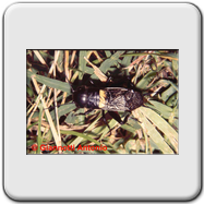 Gryllidae - Gryllus campestris (m)