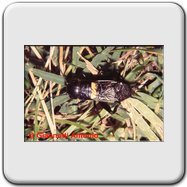 Philaneus spumarius (evoluzione)