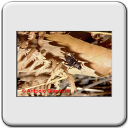Philaneus spumarius (evoluzione)