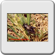 Philaneus spumarius (evoluzione)