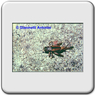 Philaneus spumarius (evoluzione)