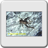 Philaneus spumarius (evoluzione)