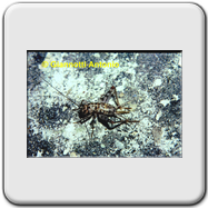 Gryllidae - Gryllomorpha dalmantina (f)