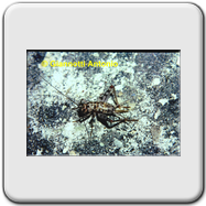 Philaneus spumarius (adulto)