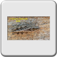 Acrididae - Oedipoda caerulescens
