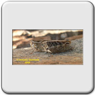 Acrididae - Oedipoda