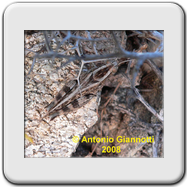 Acrididae - Oedipoda