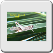 Acrididae 