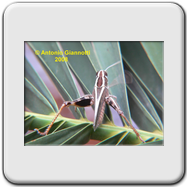 Acrididae 