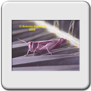 Acrididae 