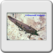 Acrididae 