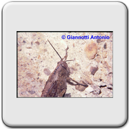 Acrididae 