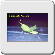 Acrididae 