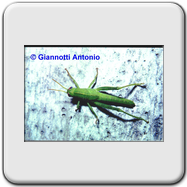 Acrididae 