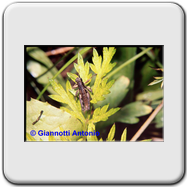 Cicadella viridis
