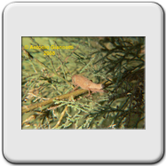 Acrididae 