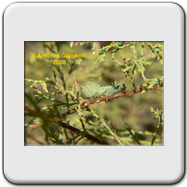 Acrididae 