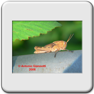 Acrididae - neanide 