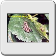 Cicadella viridis