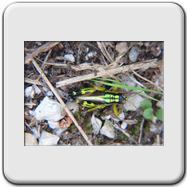 Aphrodes bifasciatus