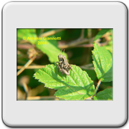 Acrididae - Acrida ungarica 