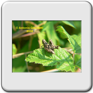 Acrididae - Acrida ungarica
