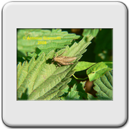 Acrididae - Aiolopus strepens
