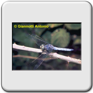 Libellulidae - Orthetrum coerulescens (m)