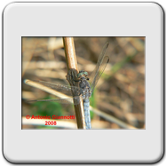 Libellulidae - Orthetrum coerulescens (m)