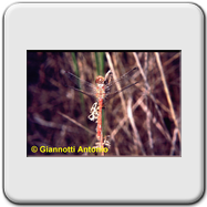 Libellulidae - Sympetrum meridionale