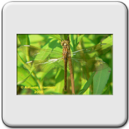 Libellulidae - Sympetrum pedemontanum (f - giovane)