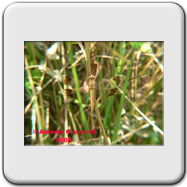 Libellulidae - Sympetrum pedemontanum (f - adulta)