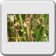 Libellulidae - Sympetrum pedemontanum (f - adulta)