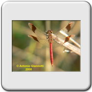 Libellulidae - Sympetrum pedemontanum (m)