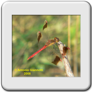 Libellulidae - Sympetrum pedemontanum (m)