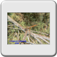 Libellulidae - Trithemis annullata (maschio giovane)