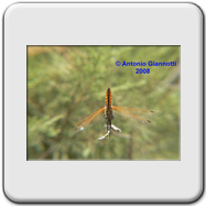 Libellulidae - Trithemis annullata (maschio giovane)