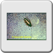 Ectobiidae - Ectobius sp.