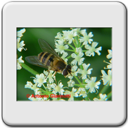 Syrphidae - Epistrophe grossulariae - IN VOLO