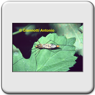 Tipulidae - Nephrotoma (appendiculata)