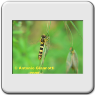 Syrphidae - Cheilosia sp. (f)