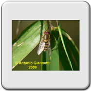 Eristalinus aeneus o sepulchralis (f)