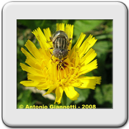 Syrphidae - Eristalinus (Eristalodes) taeniops