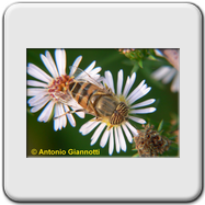 Syrphidae - Eristalis tenax