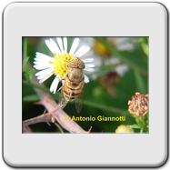 Syrphidae - Eristalis tenax